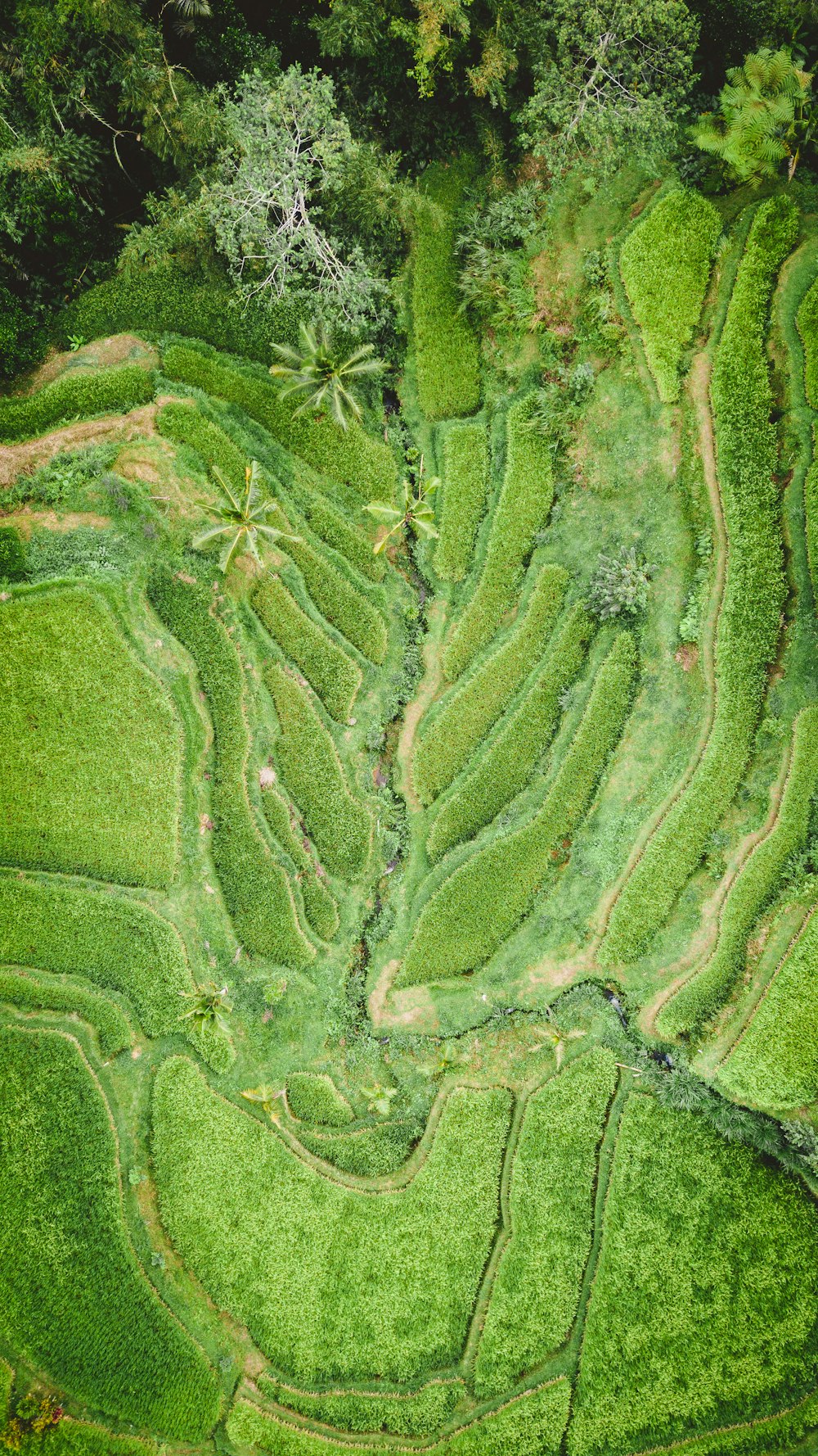 bird's eye view of grass field