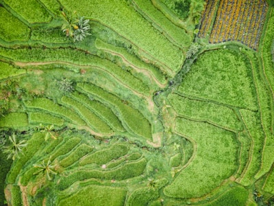 A panoramic view of lush rice terraces in East Bali.