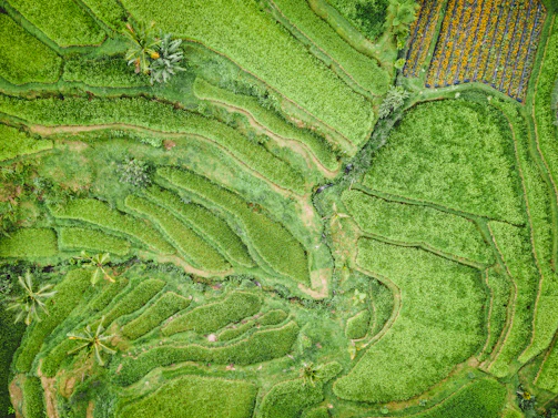 Drone flying over the lush green rice terraces near the Merapi volcano.