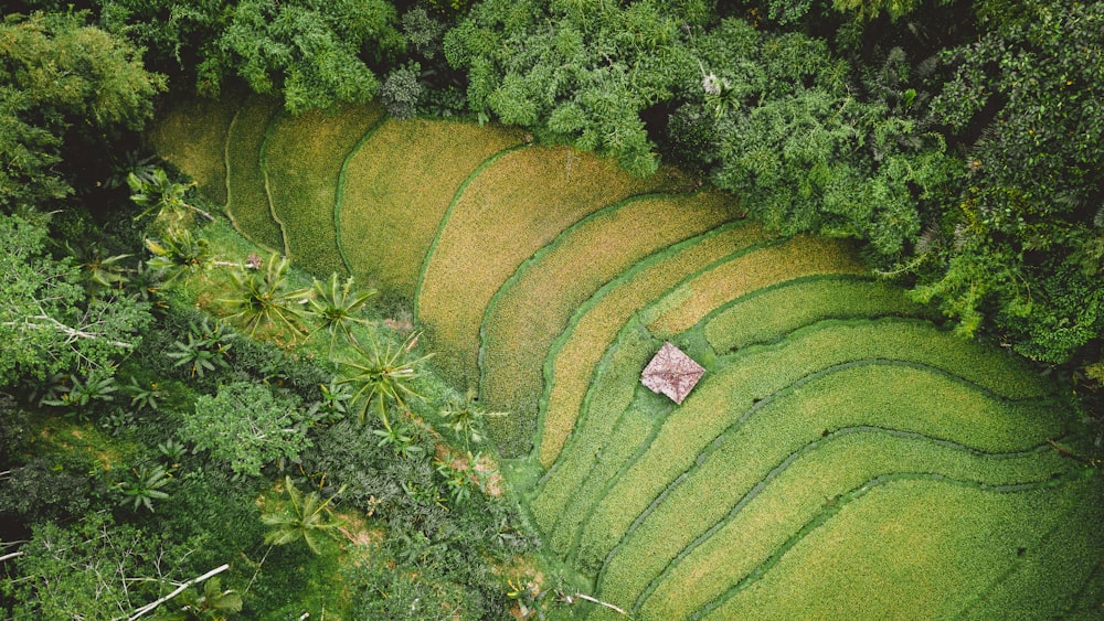 aerial photography of rice terraces during daytime