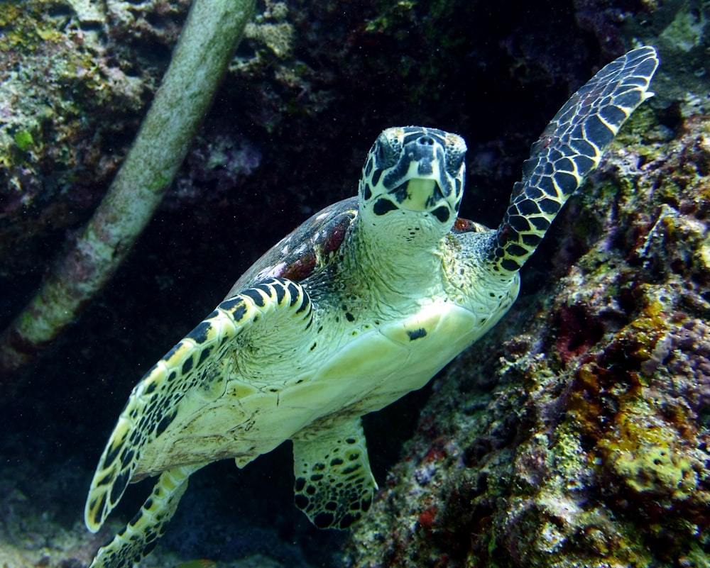 turtle swimming in the sea