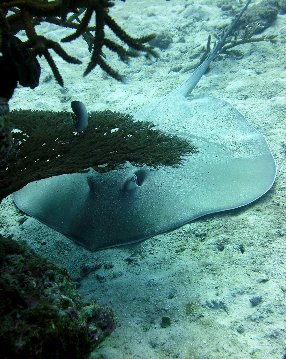 criatura marina gris bajo el agua
