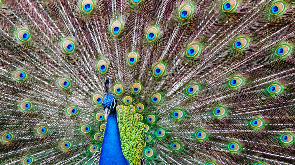 blue peacock