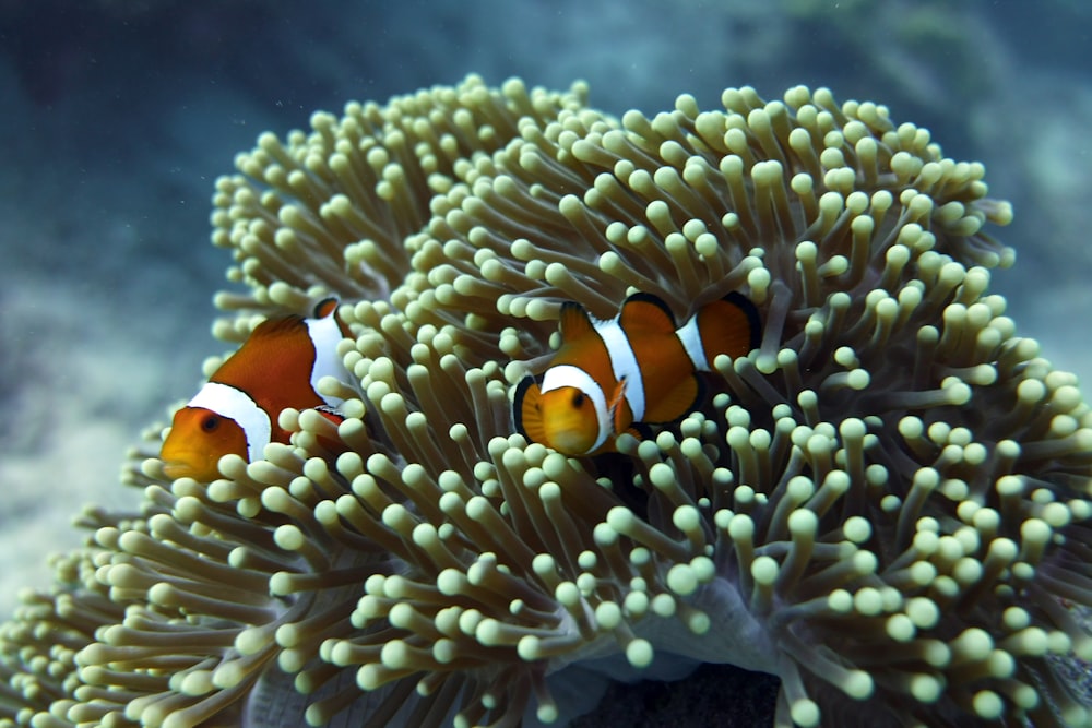 shallow focus photo of clown fish