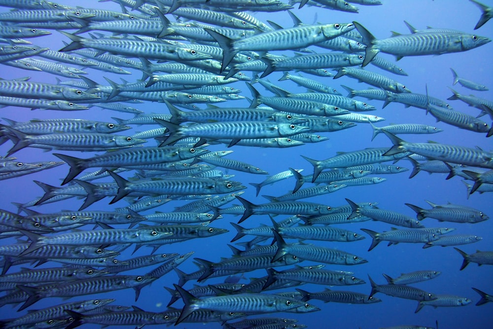 school of gray fish