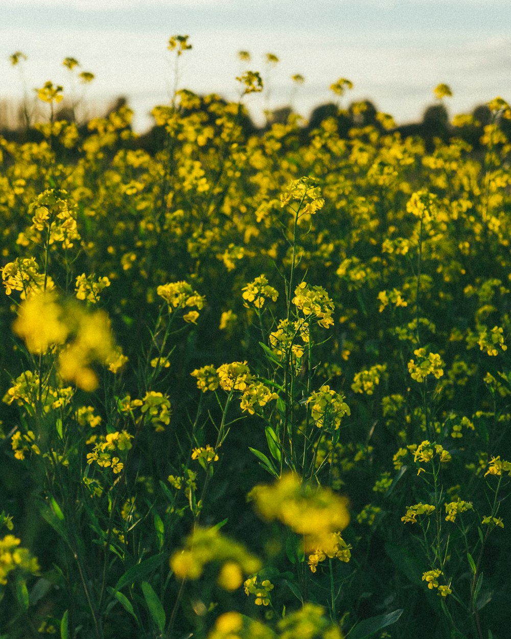 flores de pétalos amarillos