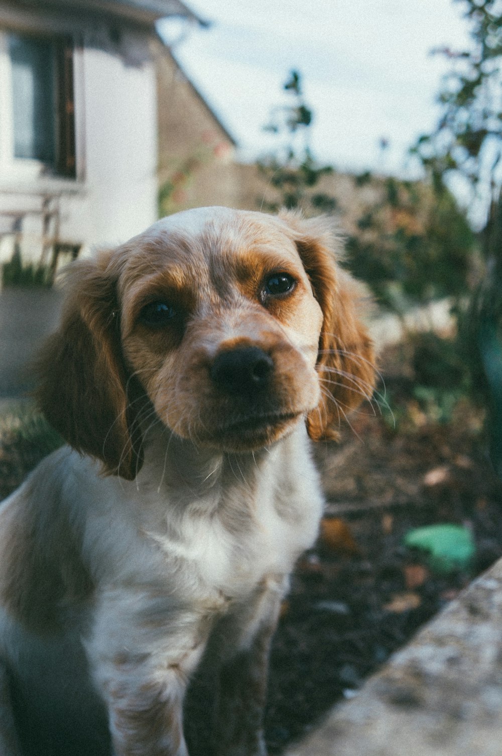 shallow focus photo of white and brown long-coated puppy