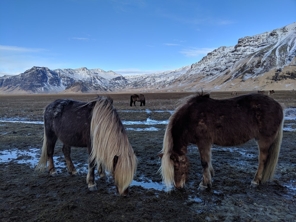 two brown horses