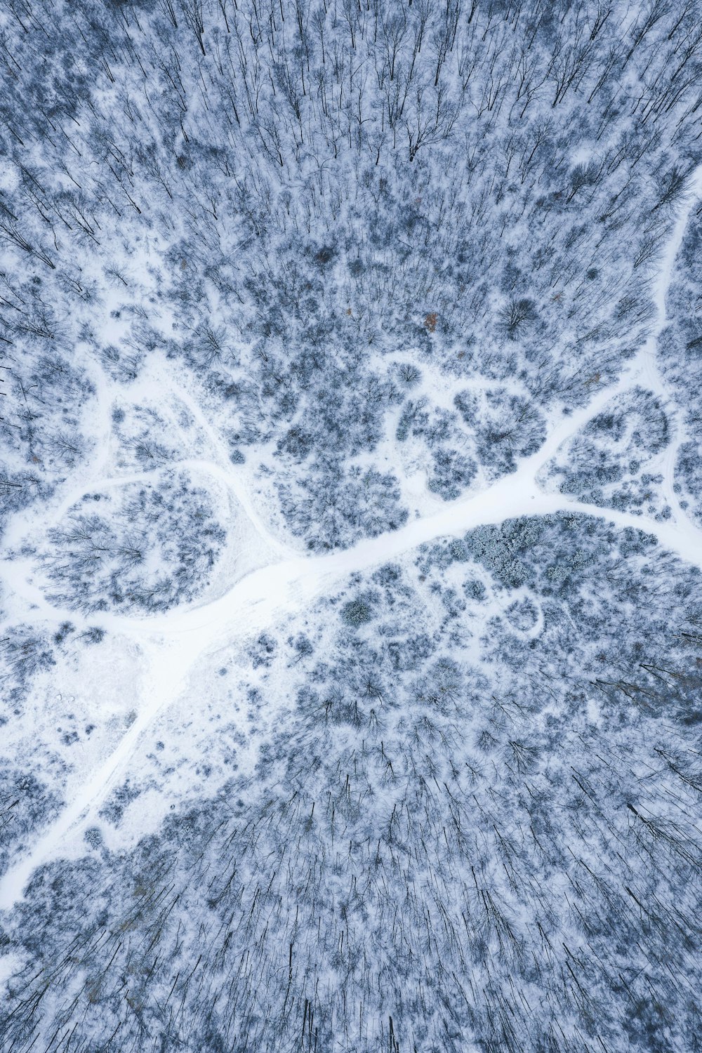 strada e alberi coperti di neve