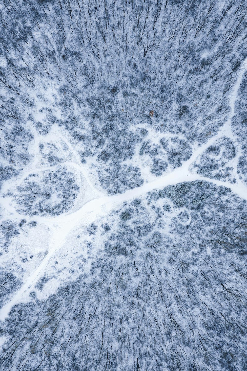 雪に覆われた道路や木々