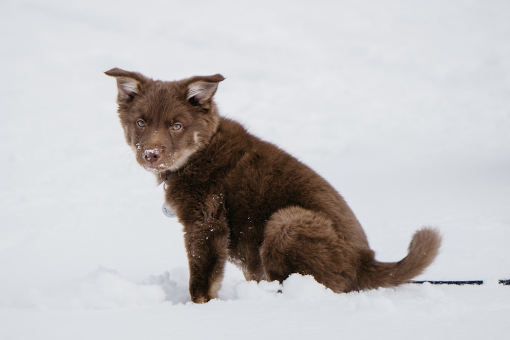 long-coated brown puppy on snow covered surface