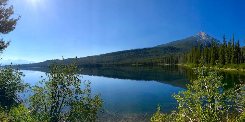 green trees and lake during daytime