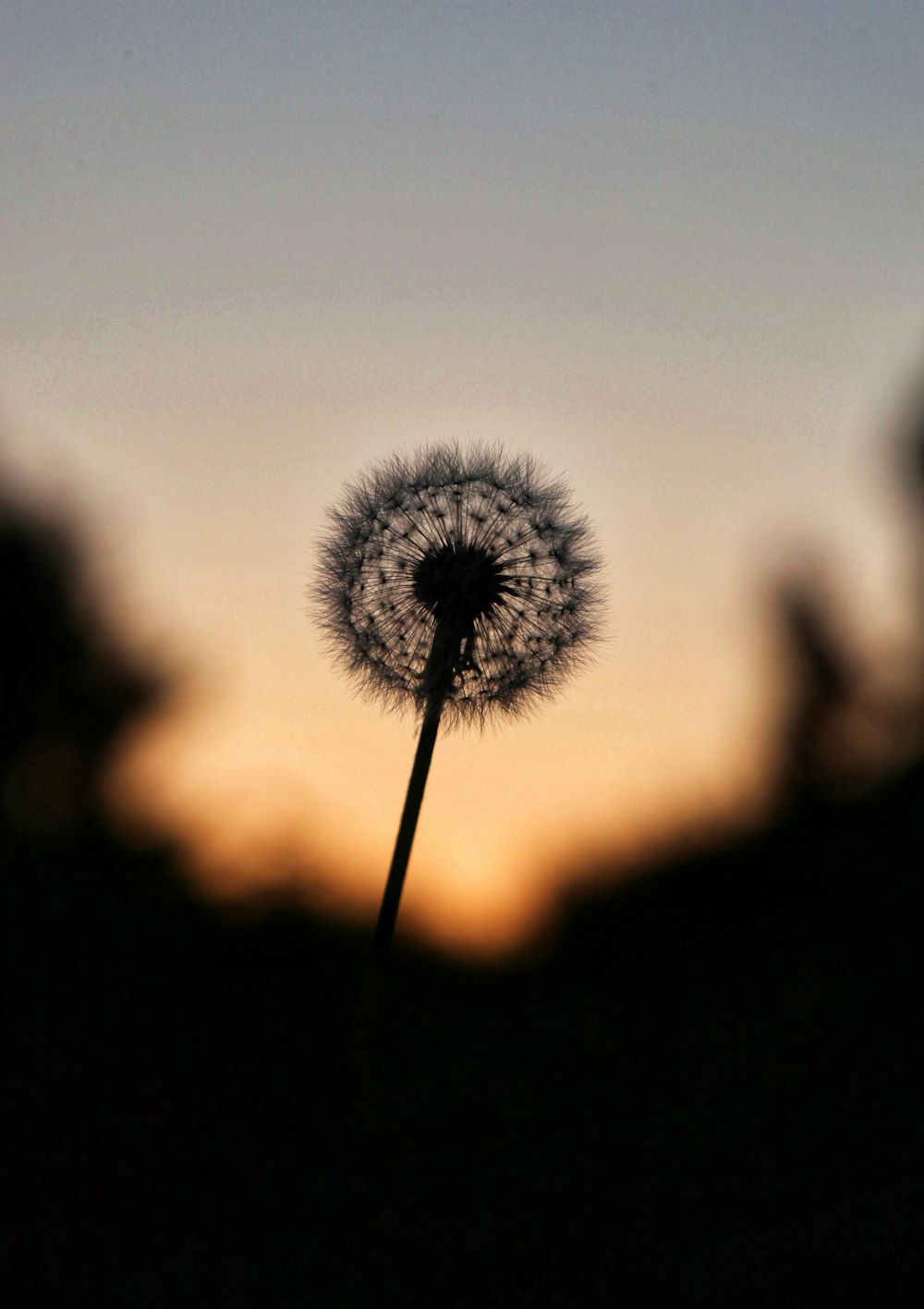 silhouette photo of dandelions