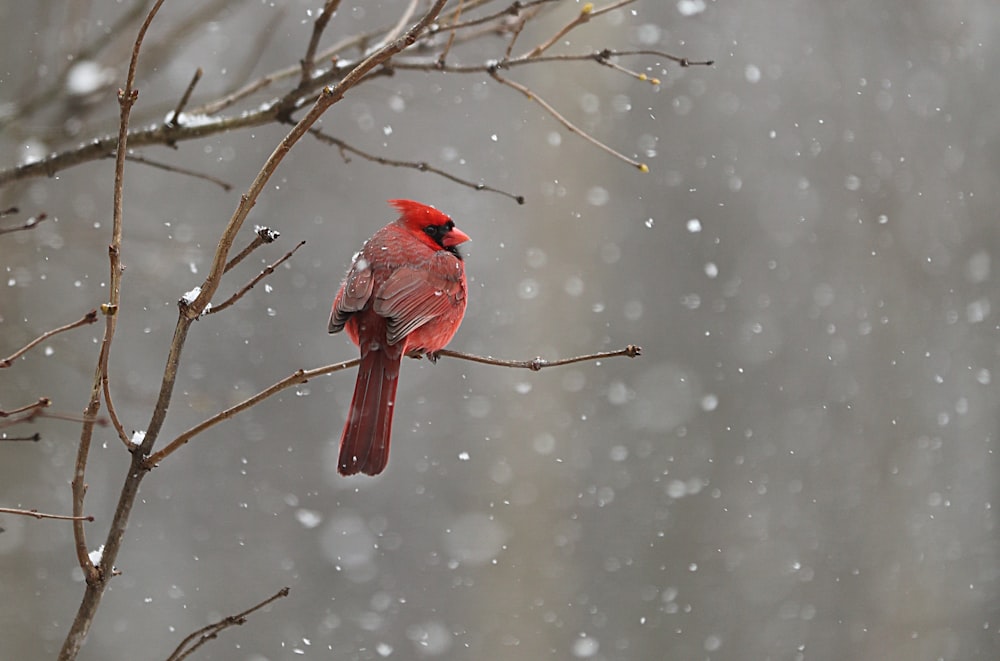 red cardinal on tree branch