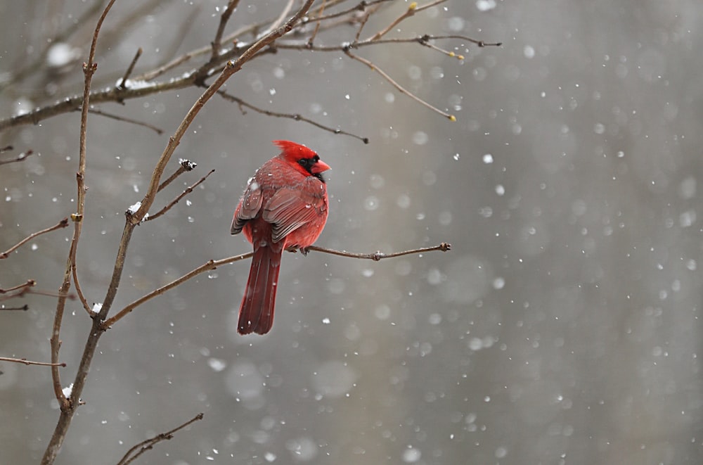 Cardenal rojo en la rama de un árbol