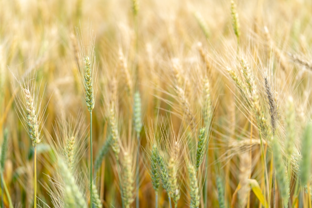 green wheats blooming