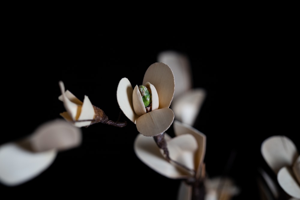 white flower