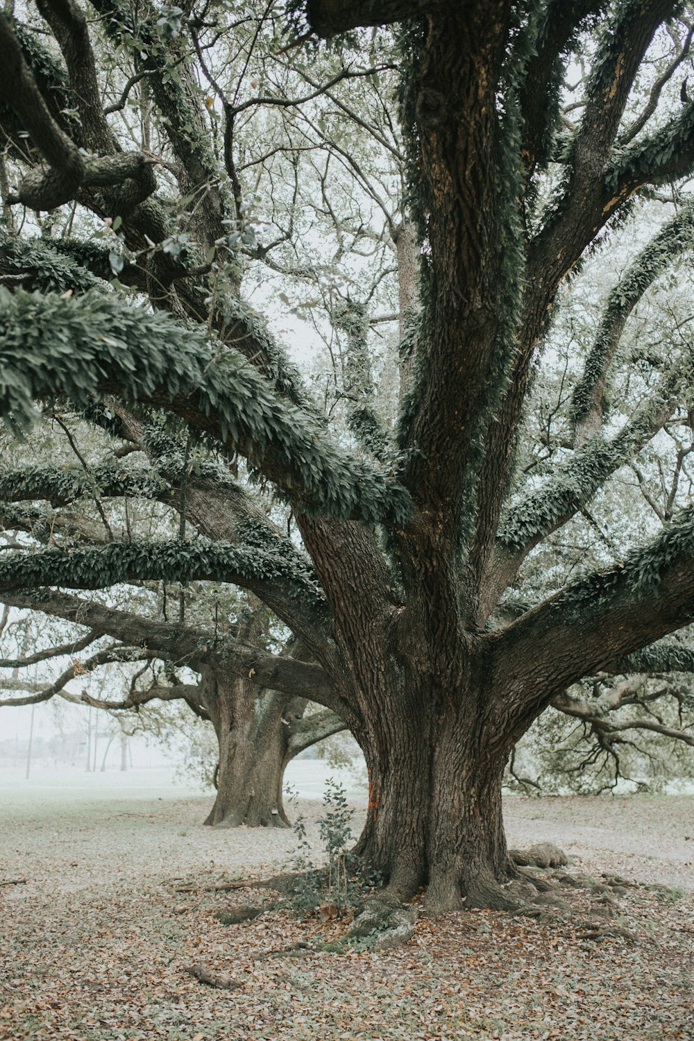 trees during daytime