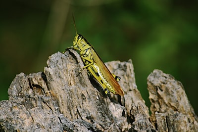 green and brown grasshopper invertebrate zoom background