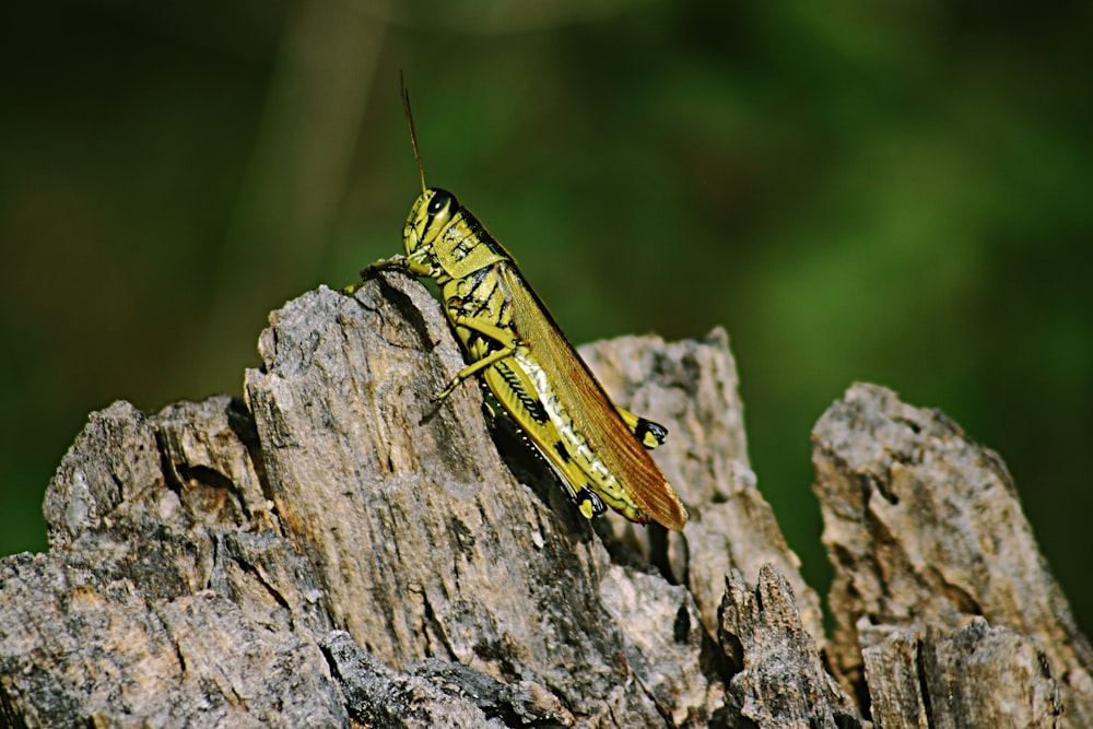 green and brown grasshopper