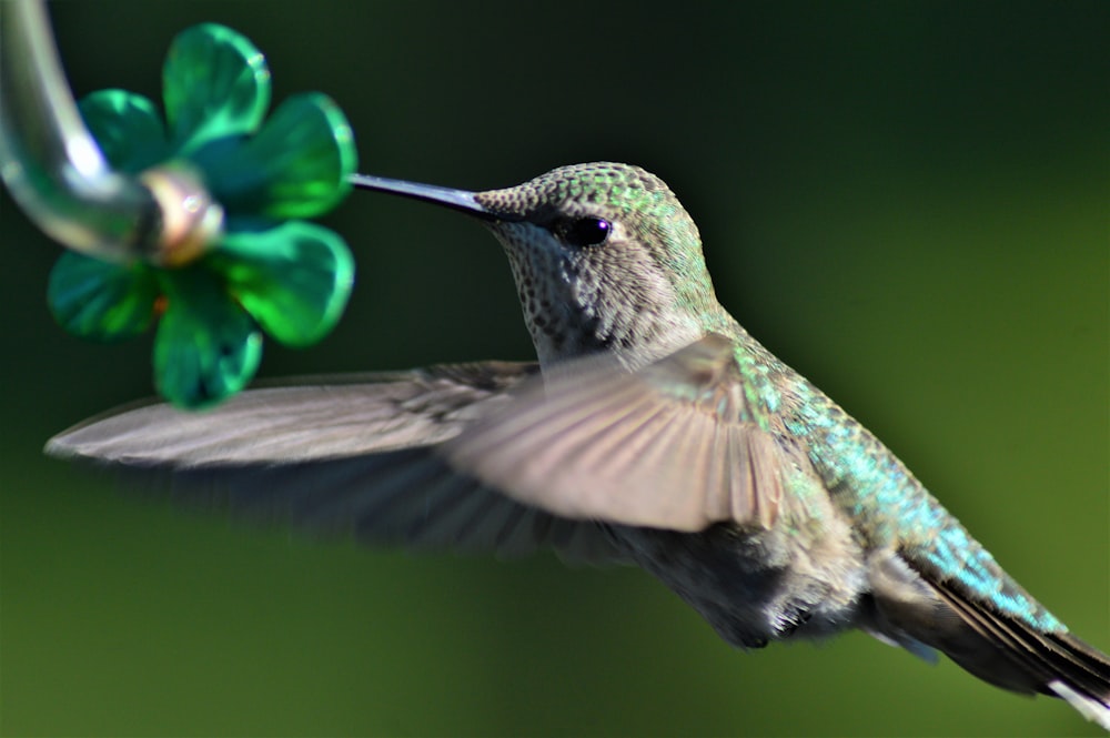 close up photography of hummingbird