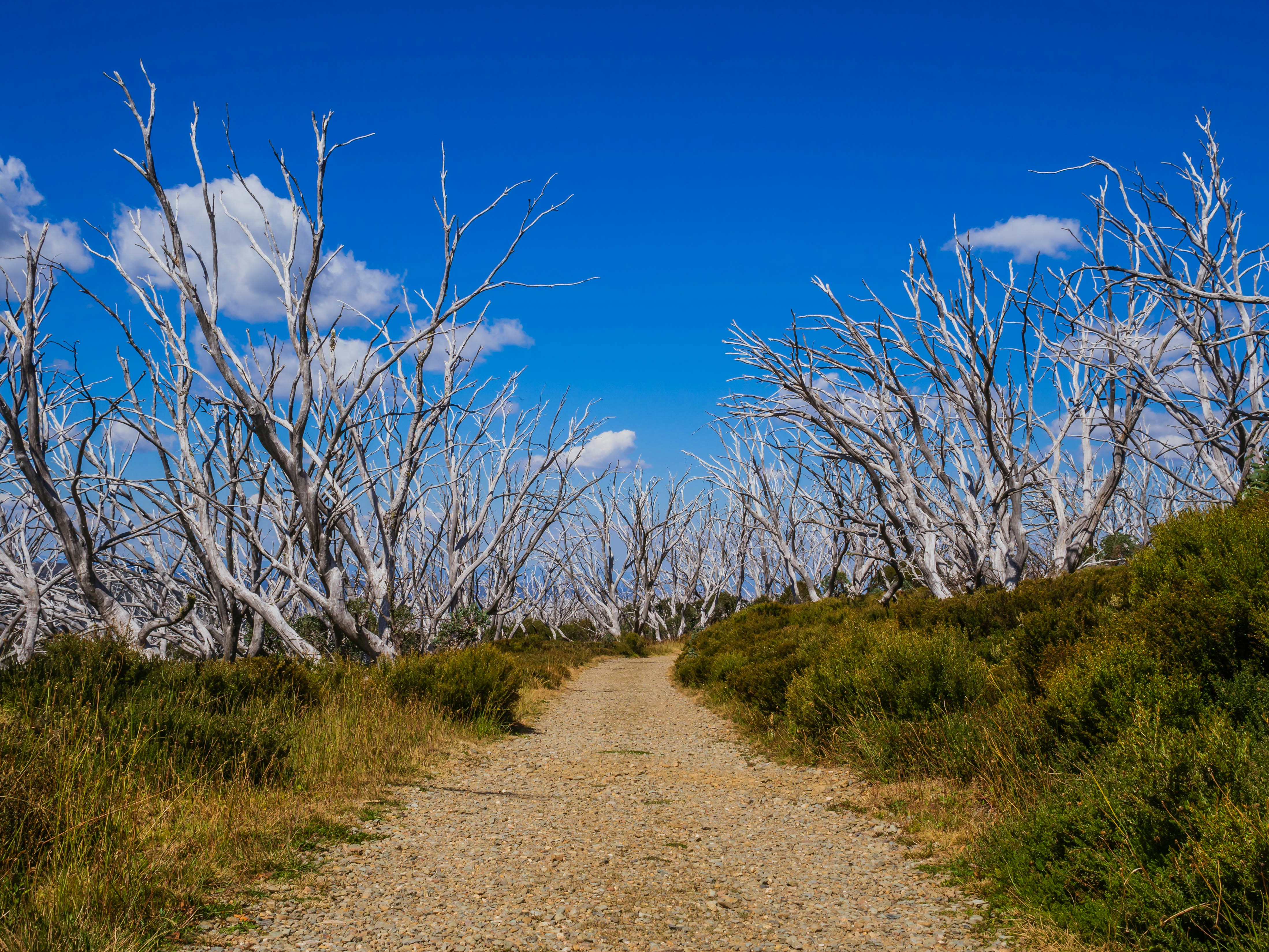 green plants gravel teams background