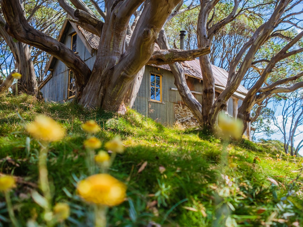 yellow petaled flowers and brown house