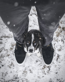 puppy sitting in the middle of person's feet
