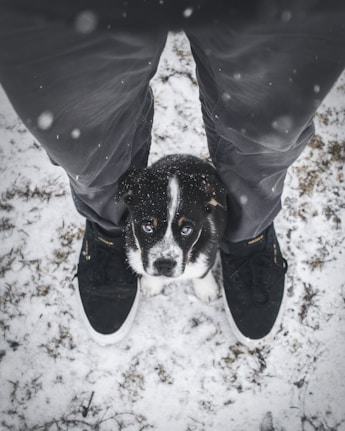 puppy sitting in the middle of person's feet