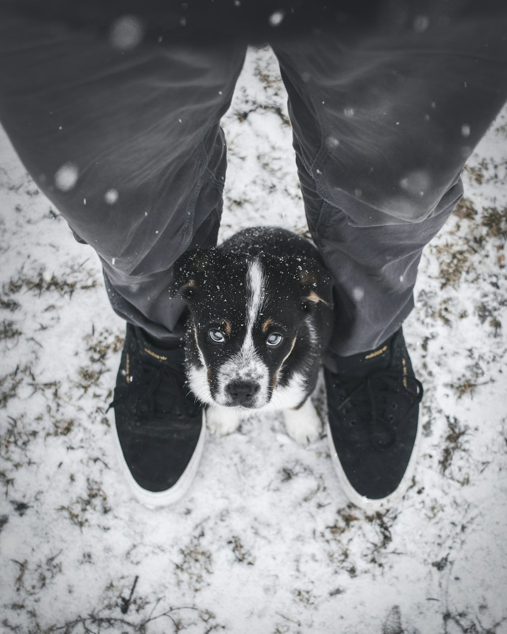 puppy sitting in the middle of person's feet