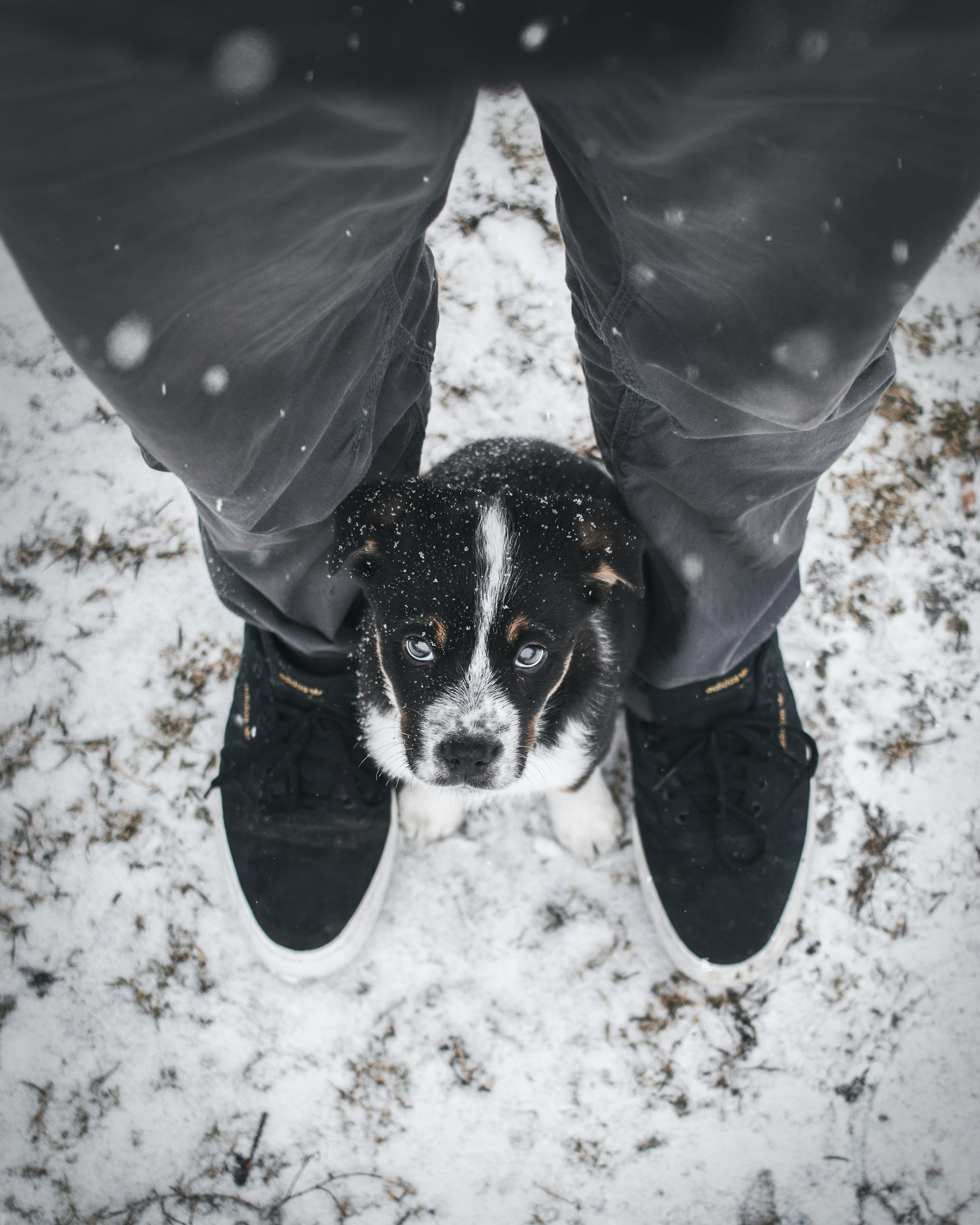 blue heeler lifespan