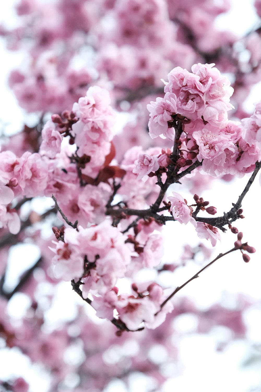 pink cherry blossoms