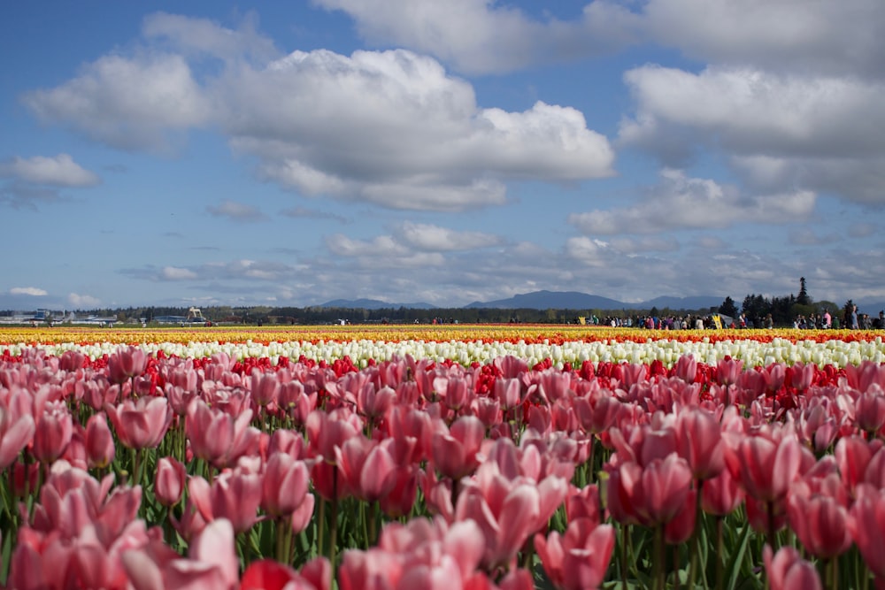 Tulips garden