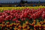 Van parked near a famous tulip field on a bright spring day