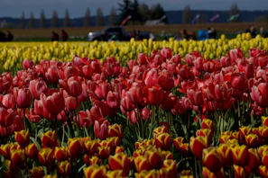 Van parked near a famous tulip field on a bright spring day