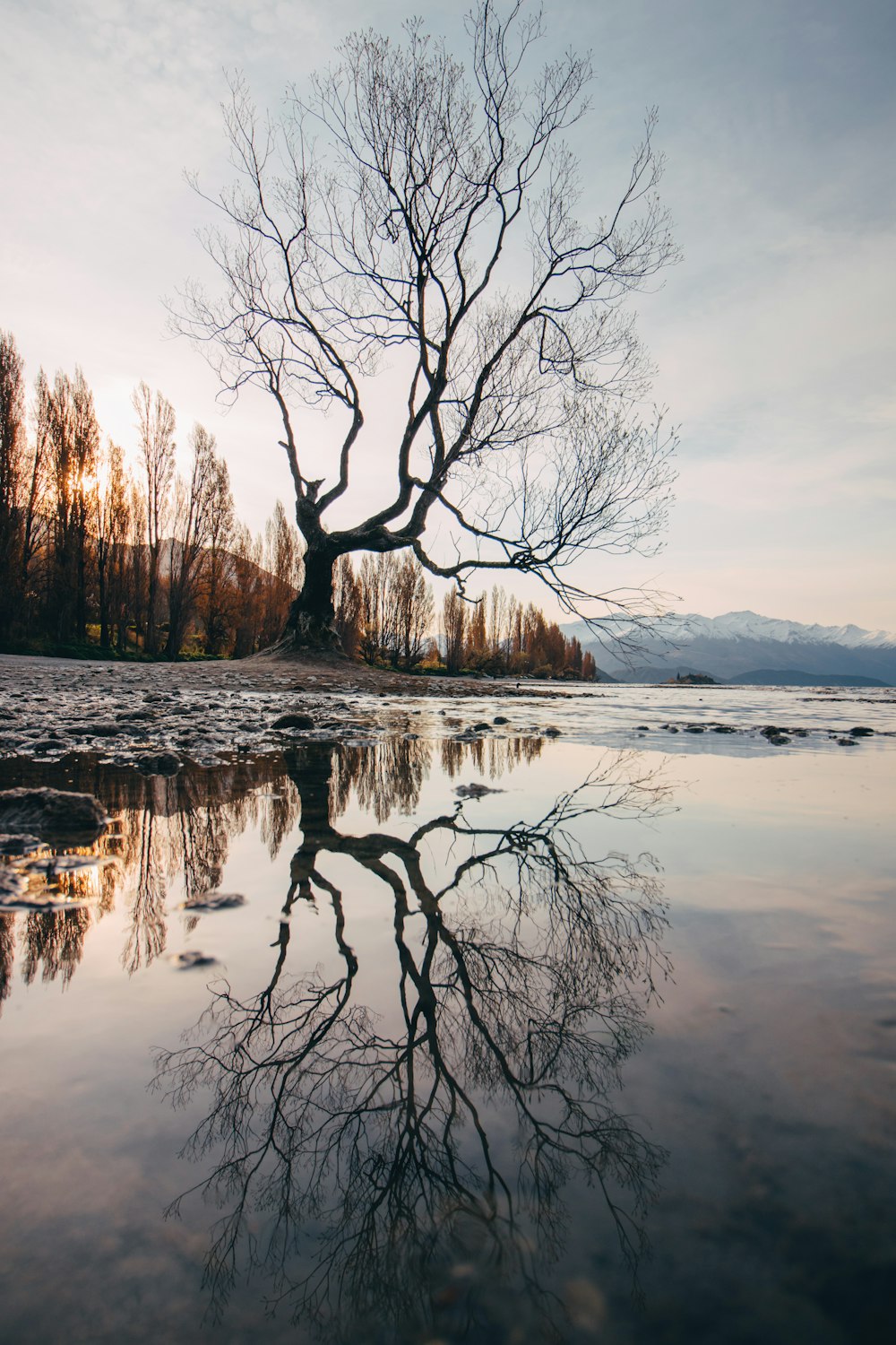 leafless tree