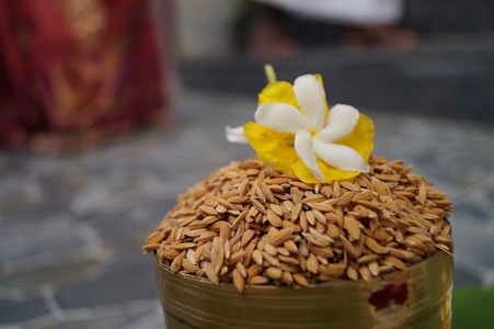 A close-up view of a container filled with wheat grains, topped with a fresh, vibrant yellow and white flower. The background is blurred, suggesting an outdoor area with stone paving.