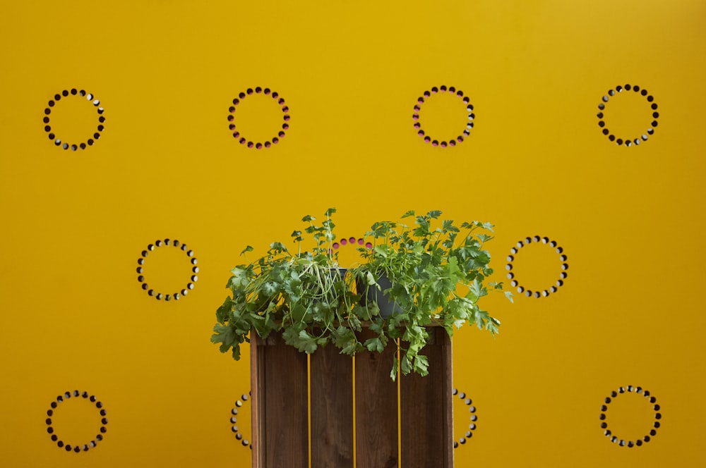 green leaf plant on brown pot beside wall