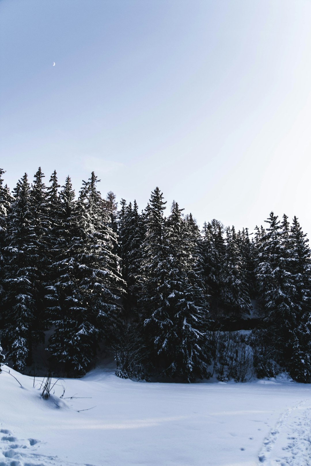 pine trees during daytime