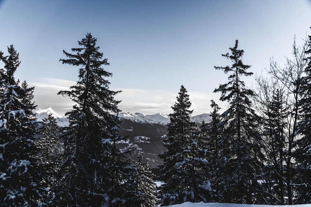 pine trees during daytime