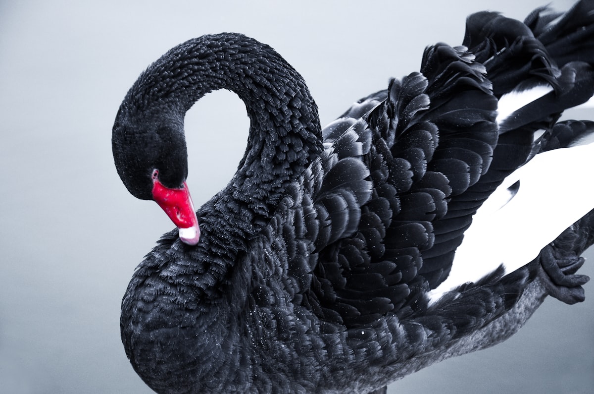 Black Swan Positive