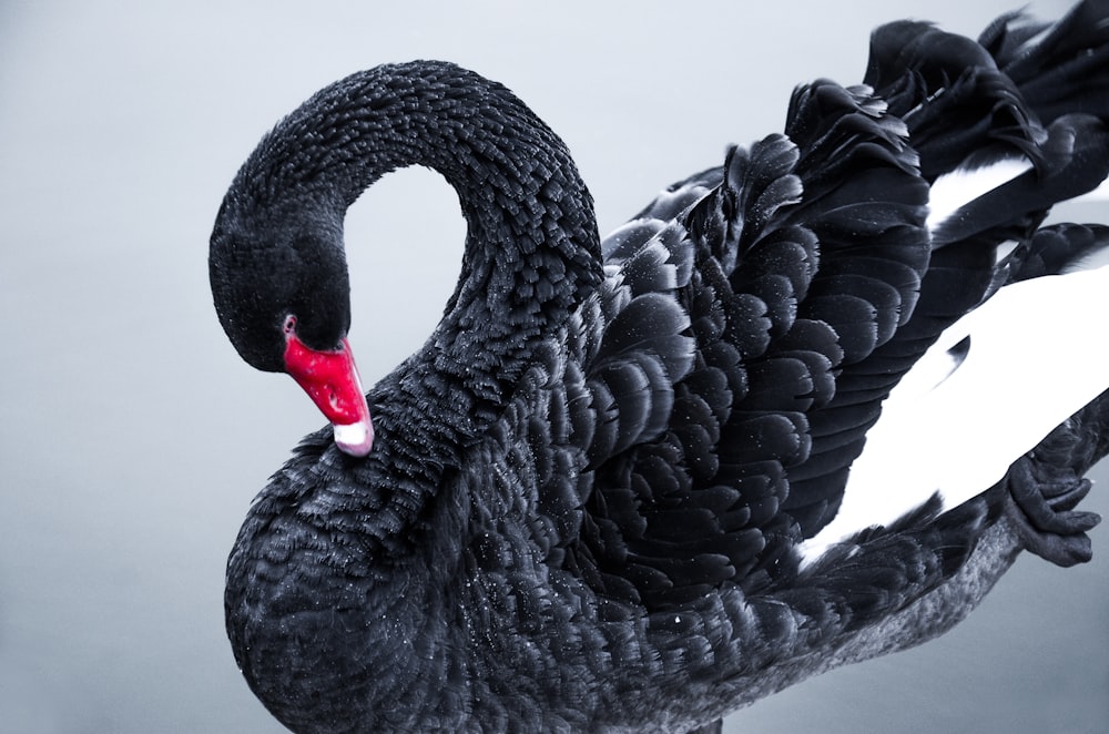and white swan photo – Animal Image Unsplash