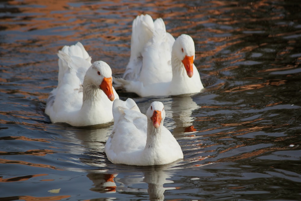three white swans