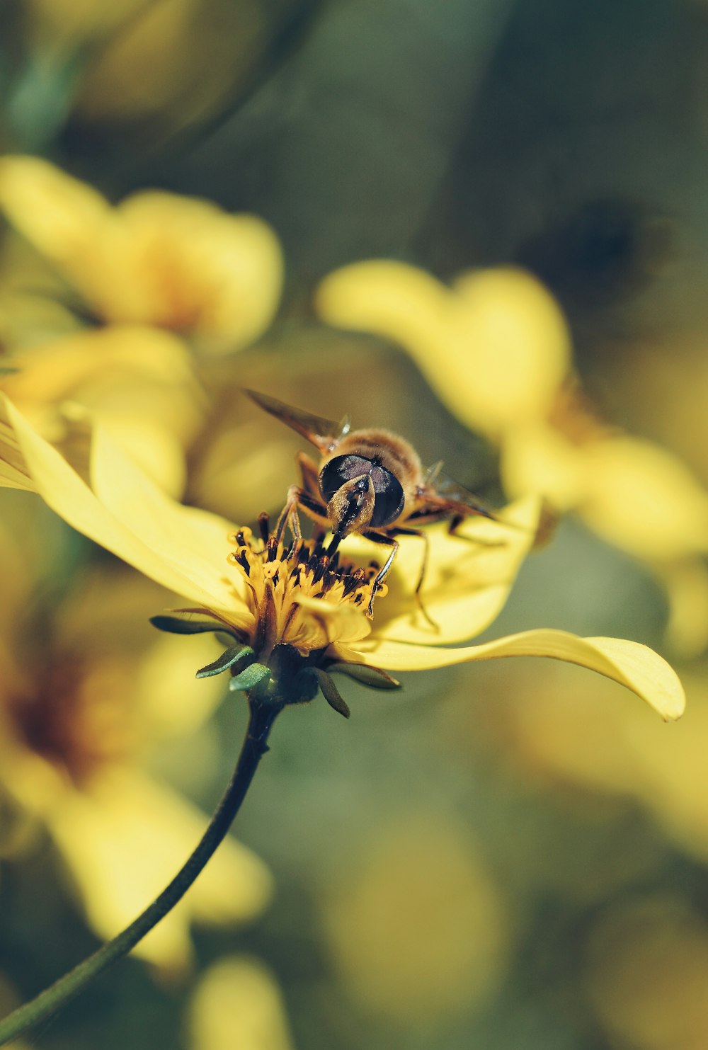 macro photo of bee on flower