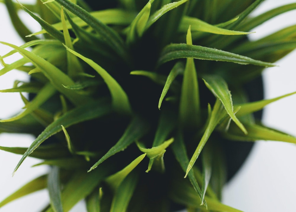 green-leafed indoor plant