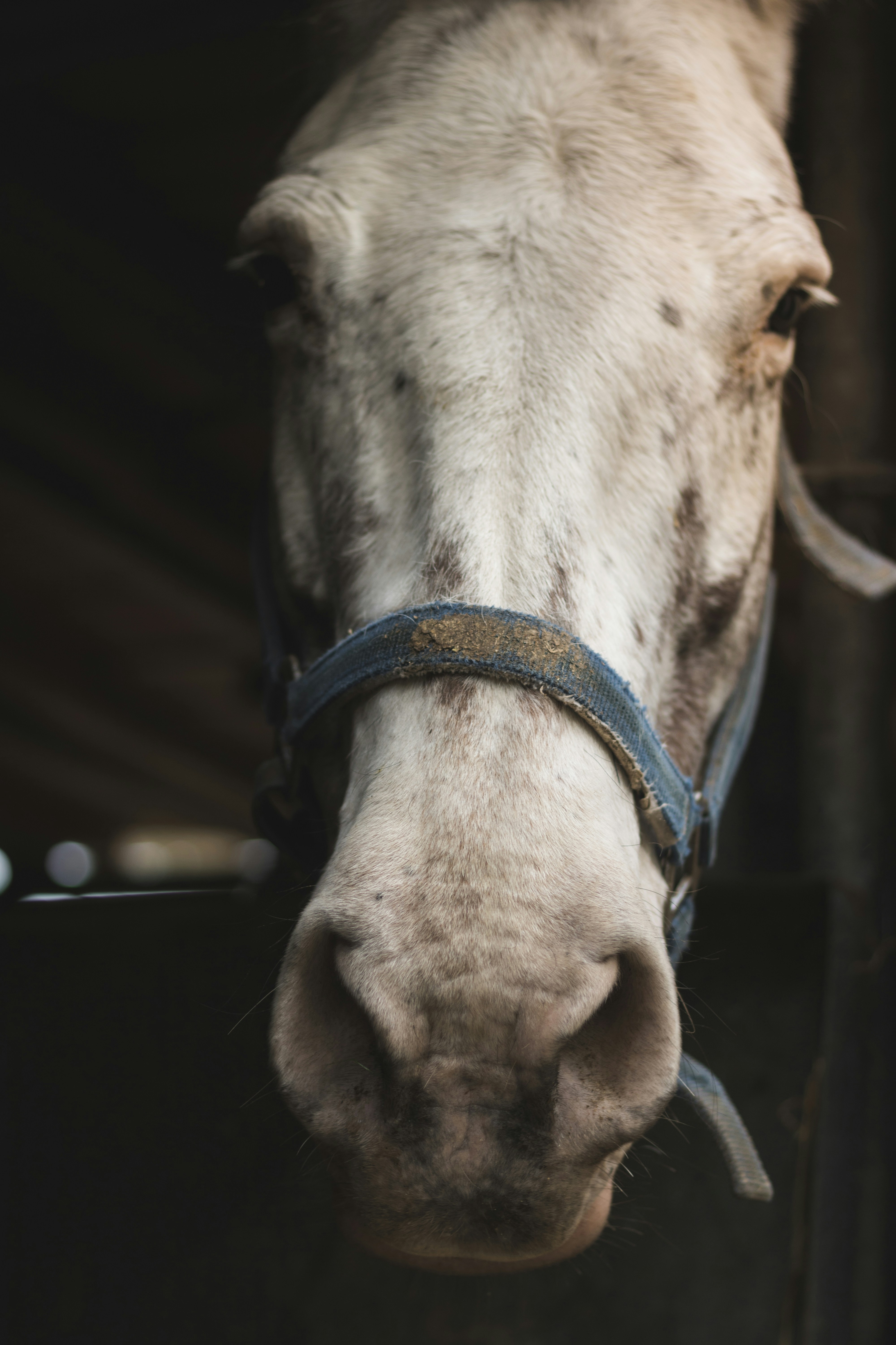 portrait of white horse