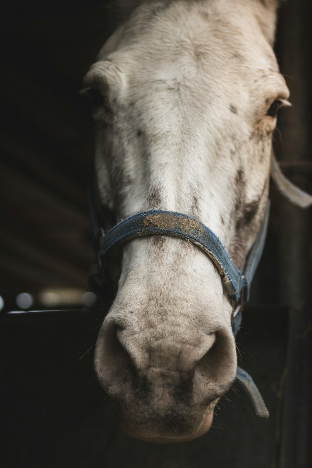 portrait of white horse