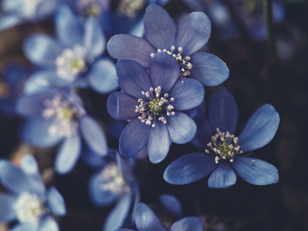 full bloomed purple flowers