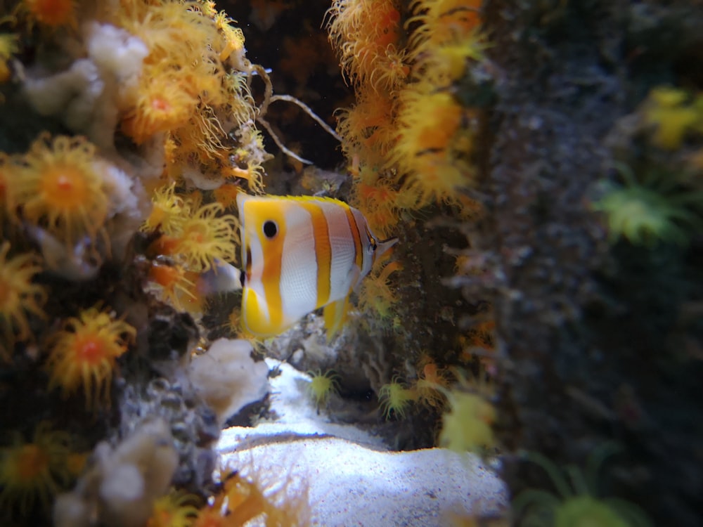 a yellow and white fish in a sea anemone