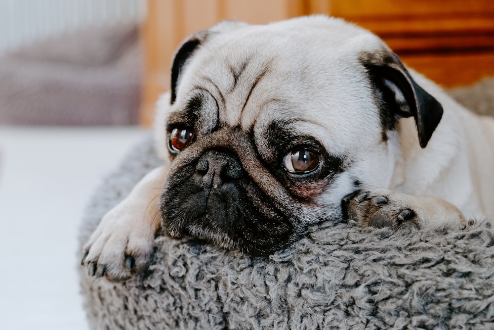 adult fawn dog on gray pet bed